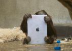Zoológico dos EUA usa iPad para entreter orangotangos - Reprodução/Orangutan Outreach
